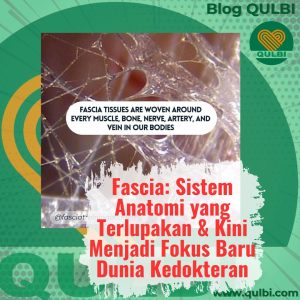 Read more about the article Fascia: Sistem Anatomi yang Terlupakan dan Kini Menjadi Fokus Baru di Dunia Kedokteran