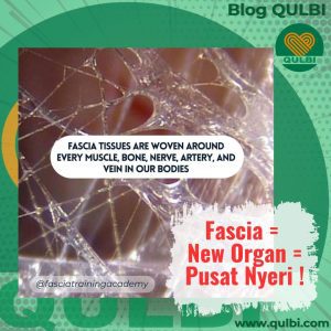 Read more about the article Fascia: Organ Baru yang Tak Terlihat, tapi Pengaruhnya Terasa di Setiap Sudut Tubuh termasuk Nyeri