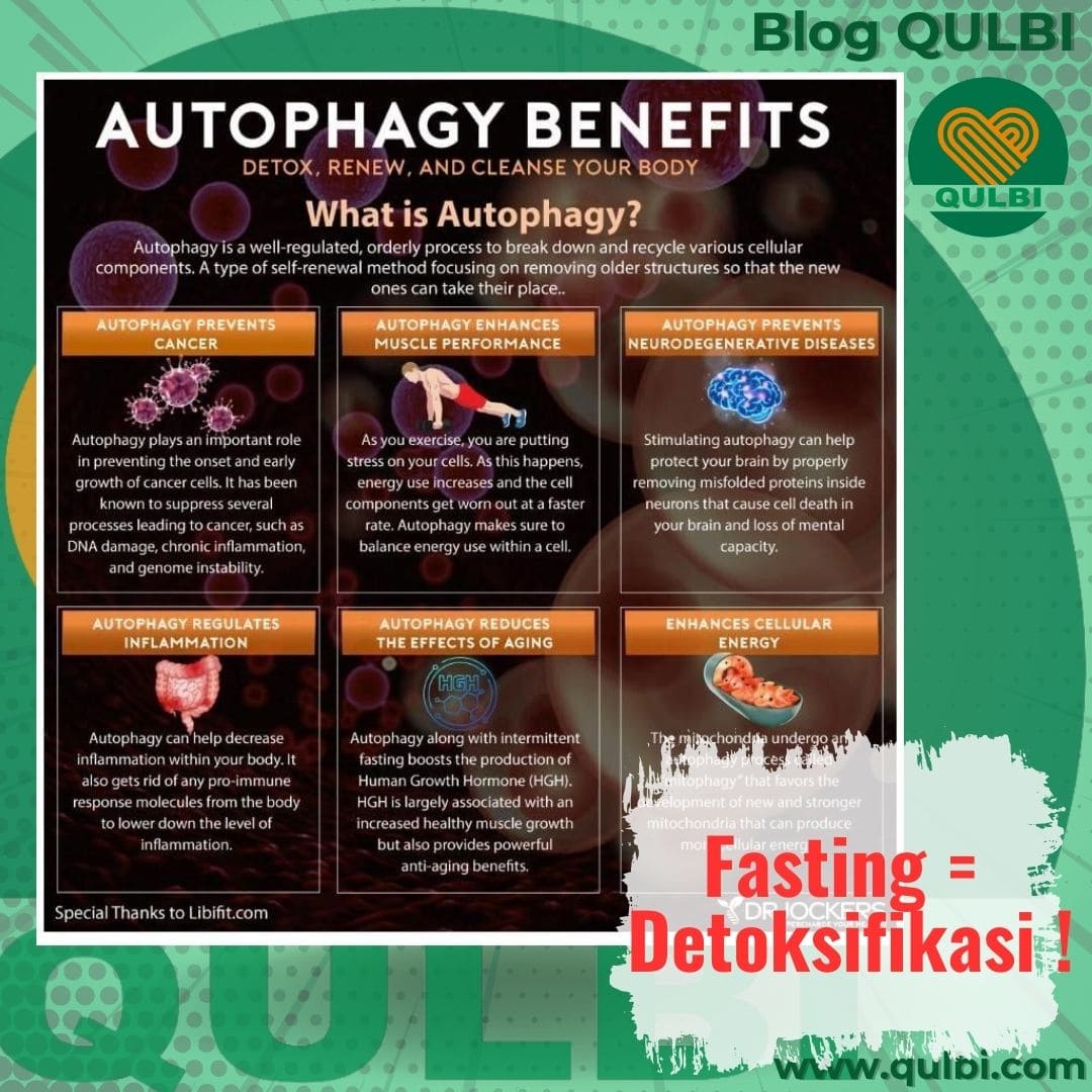 You are currently viewing Fasting dalam QULBI Habits: Rahasia Autophagy untuk Detoksifikasi & Regenerasi Sel Sebagai Solusi Nyeri
