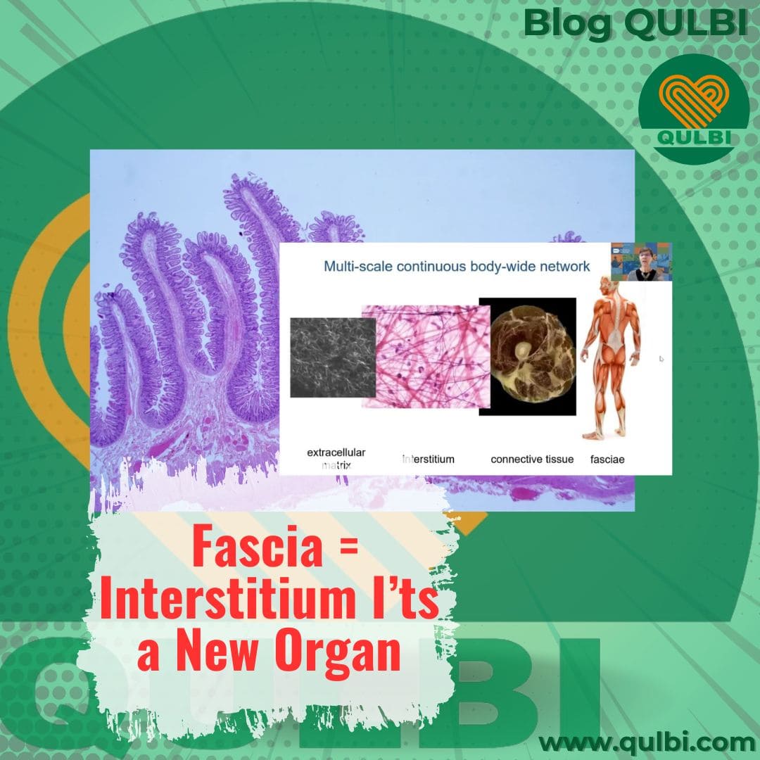 Fascia Adalah Interstitium a New Organ