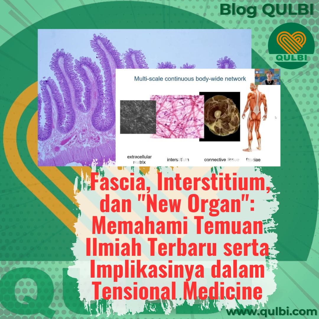 You are currently viewing Fascia, Interstitium, dan “New Organ”: Memahami Temuan Ilmiah Terbaru serta Implikasinya dalam Tensional Medicine