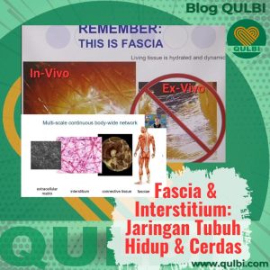 Read more about the article Fascia = Interstitium? Temuan Baru Ilmiah dan Jawaban Praktisnya dalam FASCIA Hack