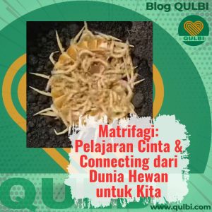 Read more about the article Matrifagi: Ketika Ibu Menjadi Makanan Pertama Anaknya