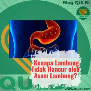 Read more about the article Kenapa lambung tidak hancur oleh asam lambung? Temukan peran Fascia dan QULBI Method dalam menjaga kesehatan pencernaan alami.