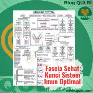 Read more about the article Ketika Fascia Tersumbat, Imun Terhambat: Waktunya Meretas dengan FASCIA Hack