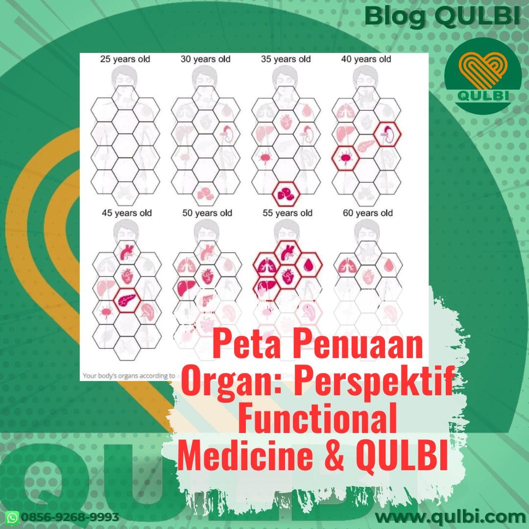 You are currently viewing Peta Penuaan Organ: Perspektif Functional Medicine & QULBI