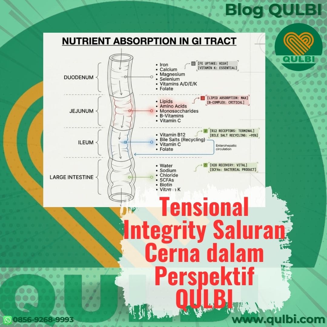 Read more about the article Tensional Integrity Saluran Cerna: Integrasi Functional Medicine dan FASCIA Hack dalam Perspektif QULBI (Narasi Dokter & Akademisi)
